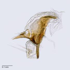 Fig. 7: Hypo. complex