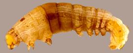 Fig. 5: Early instar  Spodoptera 