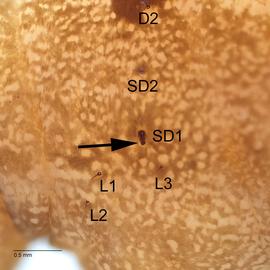 Fig. 6: T2 bar on SD1