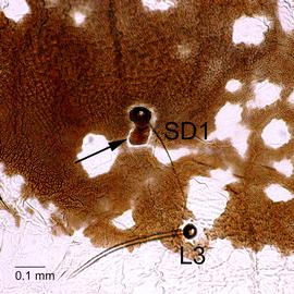 Fig. 7: T2 bar on SD1
