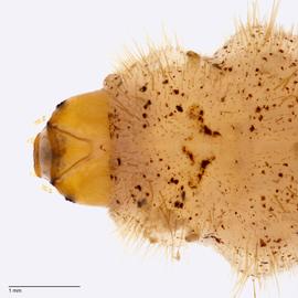 Fig. 2: Head, thorax