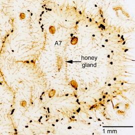 Fig. 5: Honey gland