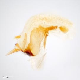 Fig. 7: Hypo. complex