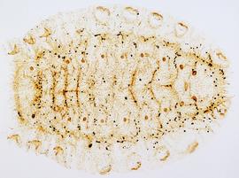 Fig. 9: Because primary setae are not evident in lycaenid larvae, we include a photograph of a slide-mounted larval skin instead of a setal map