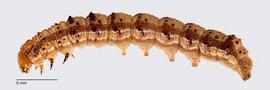 Fig. 1: Late instar, lateral view
