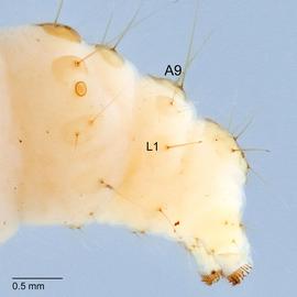 Fig. 6: A9 L unisetose