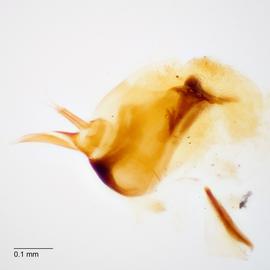 Fig. 9: Hypo. complex