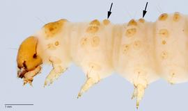 Fig. 5: Pinacula without setae on T2-3