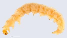 Fig. 1: Late instar, lateral view