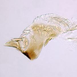 Fig. 6: Hypo. complex
