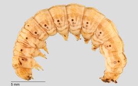 Fig. 2: Late instar, lateral view