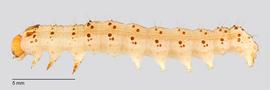 Fig. 5: Mid-instar  Helicoverpa zea 