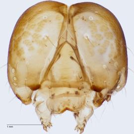 Fig. 10: Head