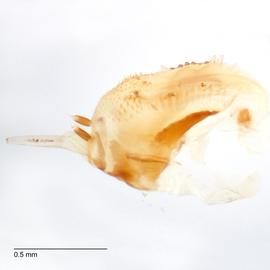Fig. 11: Hypo. complex