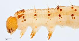 Fig. 7: Mid-instar, thorax