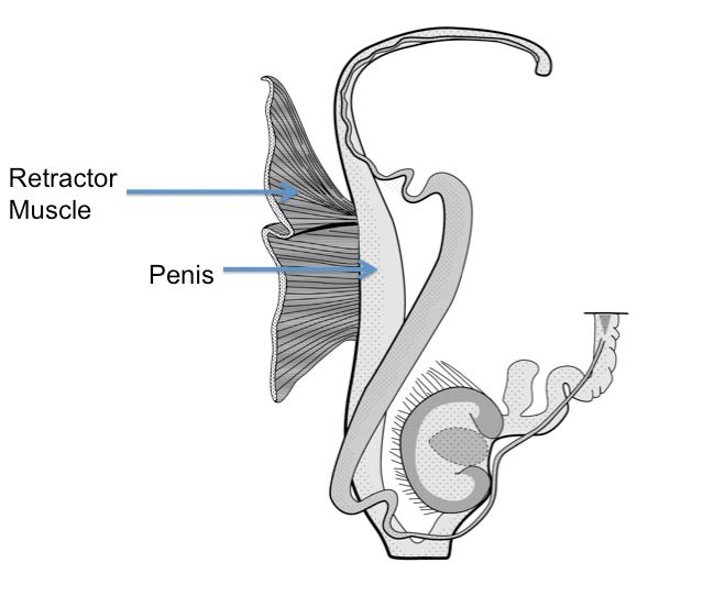 Ariolimax californicus: genitalia. (Photo: © Mead 1943 modified by K. Weigel, University of Florida)