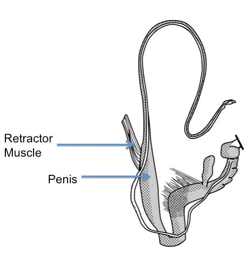Ariolimax dolichophallus: genitalia. (Photo: © Mead 1943 modified by K. Weigel, University of Florida)