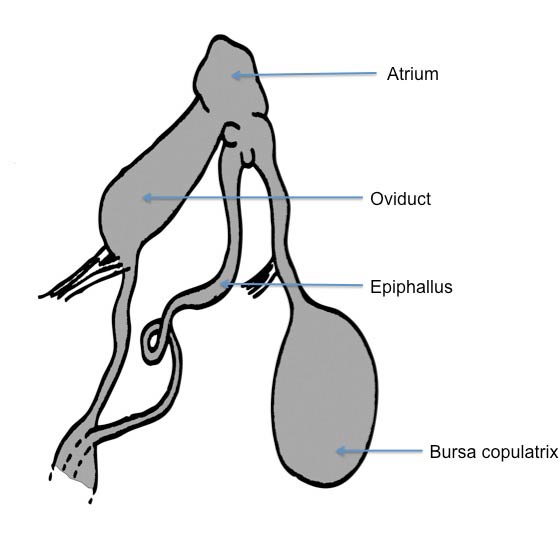 Arion vulgaris: genitalia. (Photo: © Kerney et al. 1983 modified by K. Weigel, University of Florida)