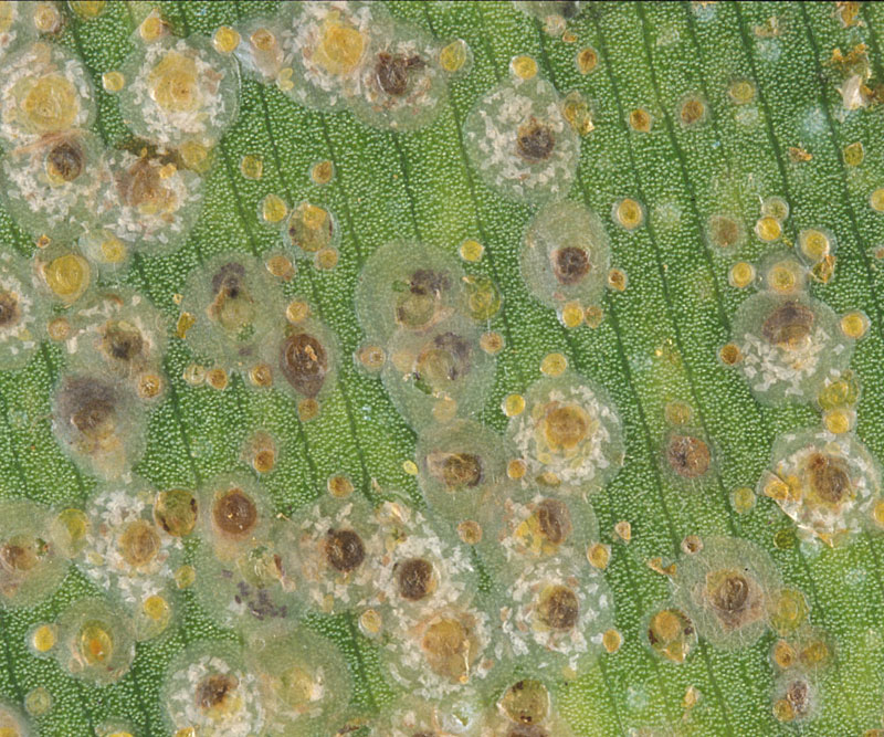 coconut scale, Aspidiotus destructor , adult females and nymphs; Photo by Lyle Buss, University of Florida