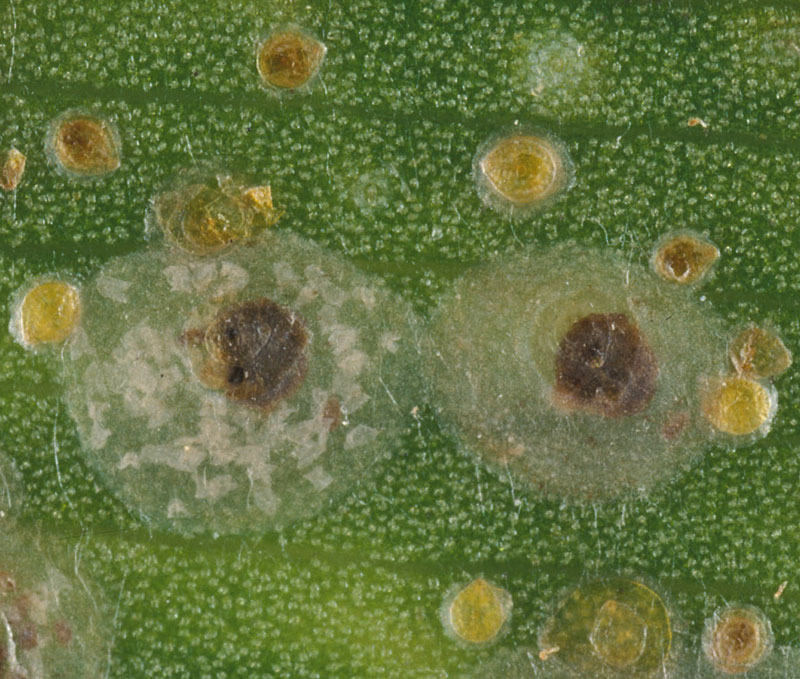 coconut scale, Aspidiotus destructor , adult females and nymphs; Photo by Lyle Buss, University of Florida