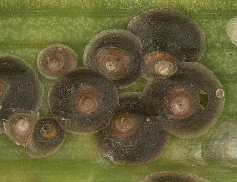 Florida red scale, Chryosomphalus aonidum , adult females; Photo by Lyle Buss, University of Florida