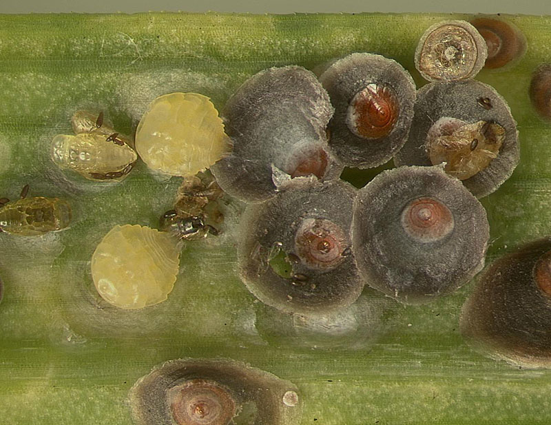 Florida red scale, Chryosomphalus aonidum , adult females with scale covers flipped over; Photo by Lyle Buss, University of Florida