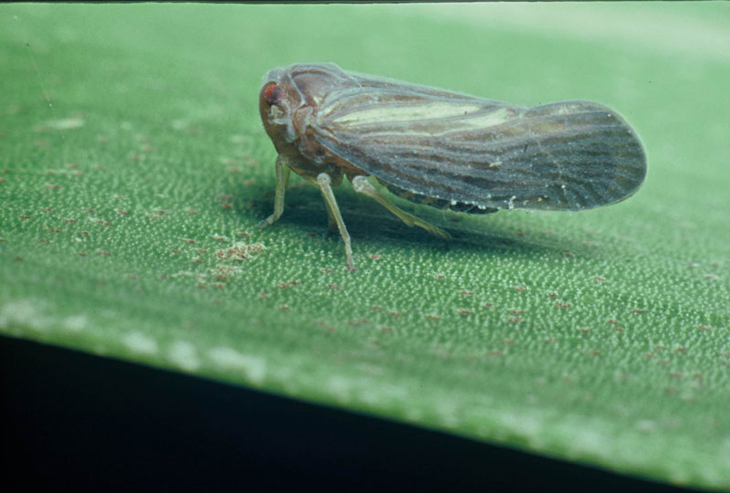 Cedusa inflata, adult; Photo by J. D. de Filippis, from Insects on Palms , used with permission by CABI Publications
