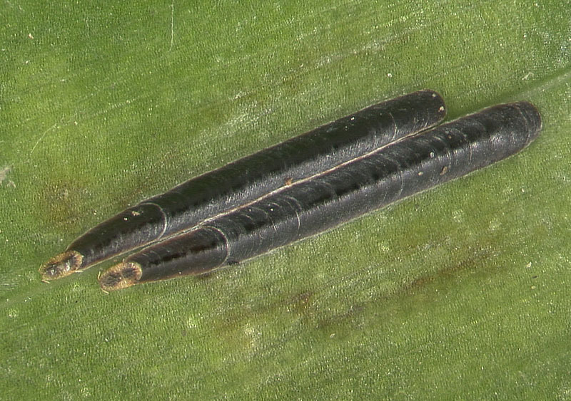 black thread scale, Ischnaspis longirostris , adult females; Photo by Lyle Buss, University of Florida