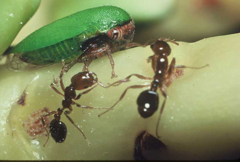 adult with ants; Photo by J. D. de Filippis, from Insects on Palms , used with permission by CABI Publications