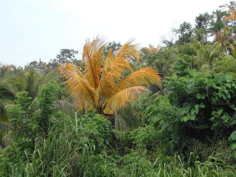 leaf yellowing symptoms of lethal yellowing on coconut palms, Cocos nucifera ; Photo by N.A. Harrison, University of Florida
