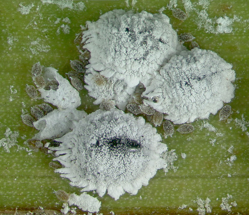 coconut mealybug, Nipaecoccus nipae , adults and crawlers; Photo by Lyle Buss, University of Florida