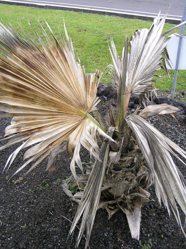 young Pritchardia palm dying from banana moth damage; Photo by Scot Nelson, University of Hawaii at Manoa