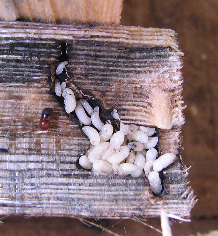 granulate ambrosia beetle, Xylosandrus crassiusculus , larvae; Photo by Jiri Hulcr, University of North Carolina (Note: This species does not occur on palms, but Scolytinae larvae all share the same general appearance.)