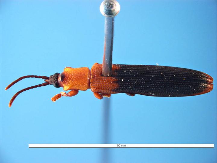 coconut leaf beetle, Brontispa longissima , dorsal view; Photo by Cameron Brumley, Department of Agriculture and Food, Western Australia, Pests and Diseases Image Library