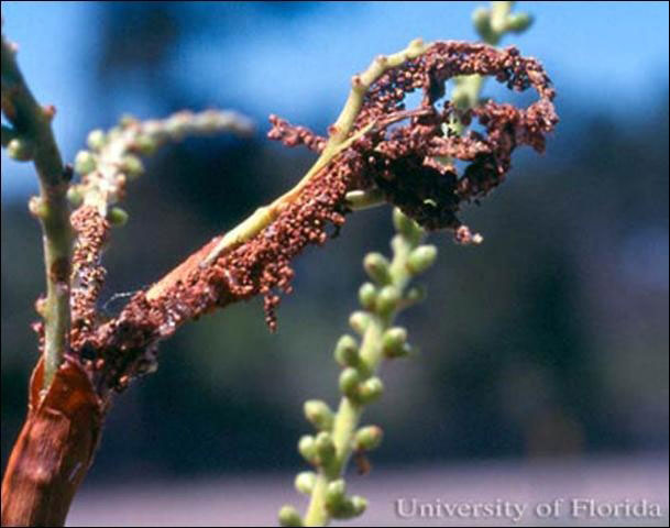 webbed frass shelter of cabbage palm caterpillar on bloom spike of palm; Photo by Lyle Buss, © University of Florida