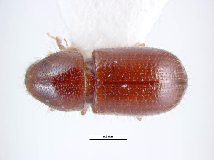 seed borer, Coccotrypes advena , dorsal view; Photo by Ken Walker, Museum Victoria, Pests and Diseases Image Library