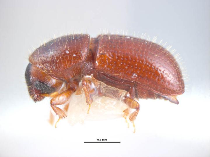 seed borer, Coccotrypes advena, lateral view; Photo by Ken Walker, Museum Victoria, Pests and Diseases Image Library