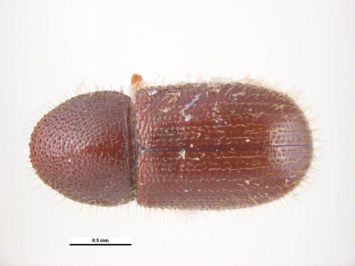 palm seed borer, Coccotrypes dactyliperda , dorsal view; Photo by Simon Hinkley and Ken Walker, Museum Victoria, Pests and Diseases Image Library