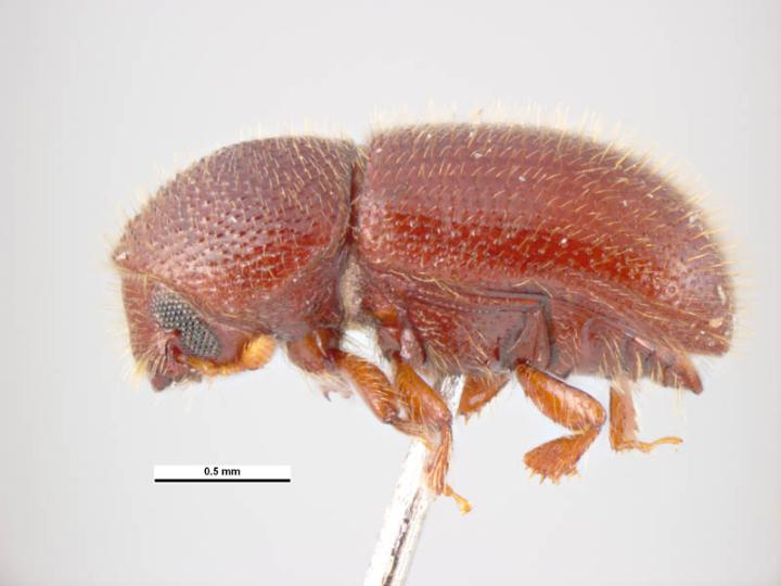 palm seed borer, Coccotrypes dactyliperda , lateral view; Photo by Simon Hinkley and Ken Walker, Museum Victoria, Pests and Diseases Image Library