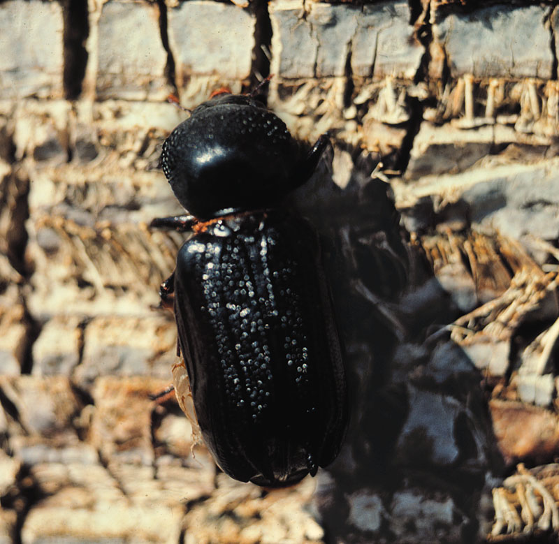 giant palm borer, Dinapate wrighti, on Washingtonia filifera ; Photo by Timothy K. Broschat, University of Florida, IFAS/FLREC