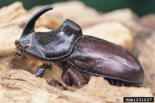 European rhinoceros beetle, Oryctes nasicornis , male, lateral view; Photo by Gyorgy Csoka, Hungary Forest Research Institute, Bugwood.org