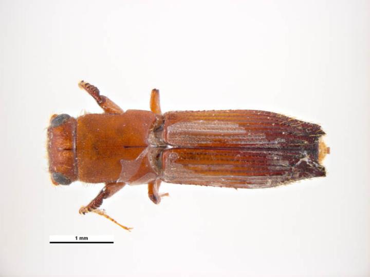 common ambrosia beetle, Platypus parallelus , dorsal view; Photo by Simon Hinkley and Ken Walker, Museum Victoria, Pests and Diseases Image Library