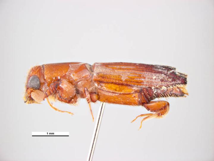 common ambrosia beetle, Platypus parallelus , lateral view; Photo by Simon Hinkley and Ken Walker, Museum Victoria, Pests and Diseases Image Library