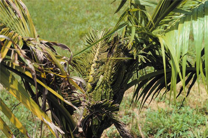 Figure 11. Crumpled new leaves (quot;accordion-leafquot;) on  Heterospathe elata  caused by severe B deficiency. Photo by T.K. Broschat.