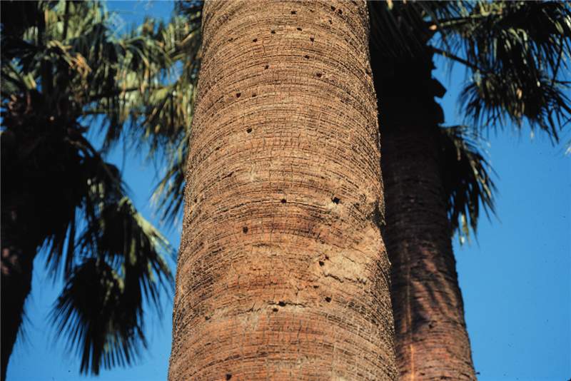 Figure 1. Holes in trunk of  Washingtonia filifera  caused by  Dinapate wrightii . Photo by T.K. Broschat