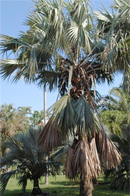 Figure 2. Broken leaves in  Bismarckia nobilis  caused by high winds. Photo by T.K. Broschat