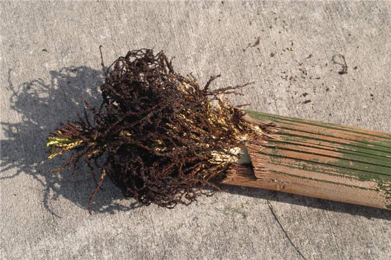 Figure 13. Inflorescence necrosis on B-deficient  Sygrus romanzoffiana.  Photo by T.K. Broschat