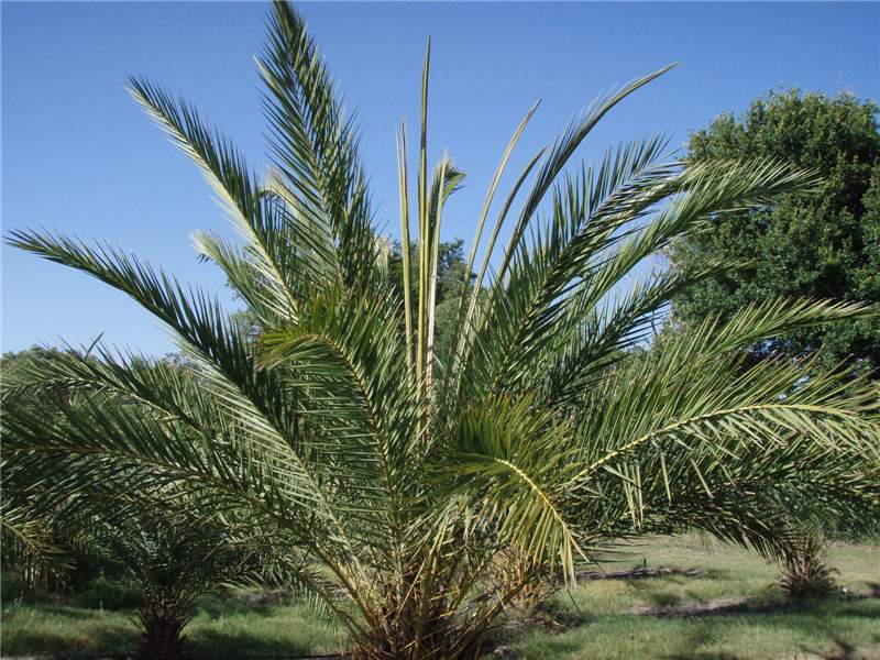Figure 5. Multiple unopened spear leaves in  Phoenix sylvestris  caused by chronic B deficiency. Photo by T.K. Broschat