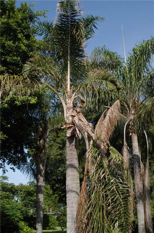 Figure 9. Branching in  Syagrus romanzoffiana  caused by boron deficiency. Photo by T.K. Broschat