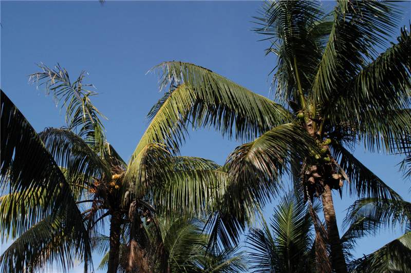 Figure 6. The  Cocos nucifera  on the left side of this photograph had the spear leaf and surrounding youngest leaves die from a bud rot pathogen months prior to this photograph. These leaves have fallen out of the palm canopy. No new leaves have emerged because the bud (apical meristem) has also died. The  Cocos nucifera  on the right is a healthy palm. Photo by M. L. Elliott
